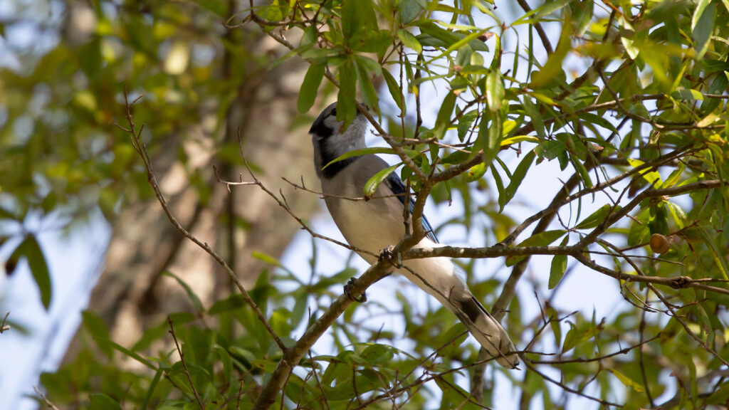 Biv the Blue Jay foraging for acorns on an oak tree