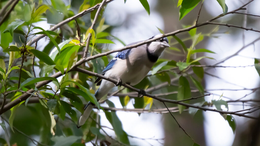 Biv the blue jay taking flight from a perch on a bush branch