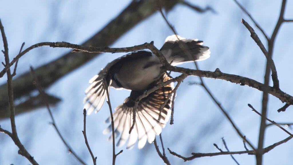 Biv the Blue Jay in flight