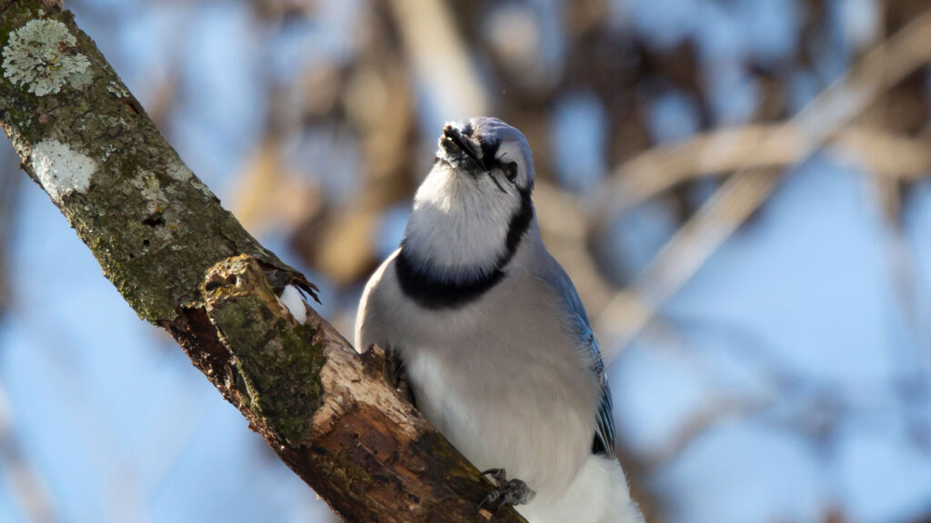 Biv the blue jay looking straight ahead from his perch on a tree limb