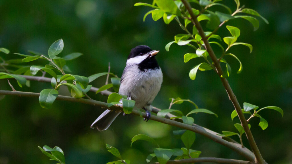 Charlene the Carolina Chickadee looking out from her perch on a bush with a seed in her mouth