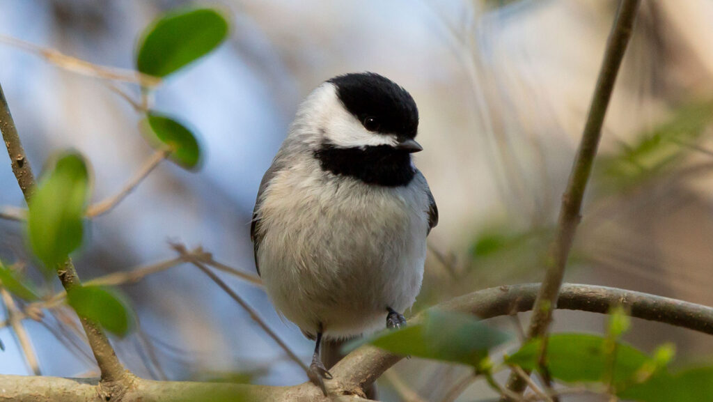 Close up of Charlene the Carolina Chickadee perched on a bush branch