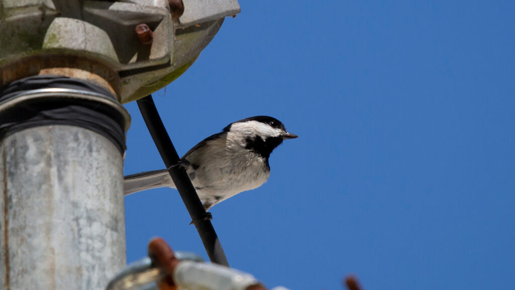 Charlene the Carolina Chickadee perched on a utility line