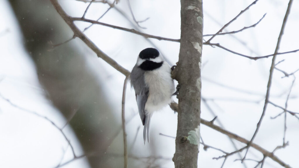 Charlene the Carolina Chickadee looking out as she clings to a thin tree