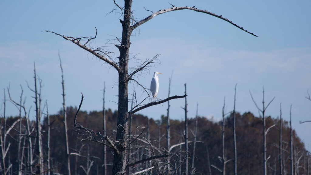Iggy the Great Egret