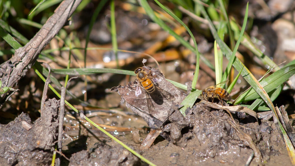 Helen the Honeybee