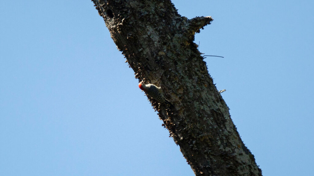 Wilson and the Hollow Pine