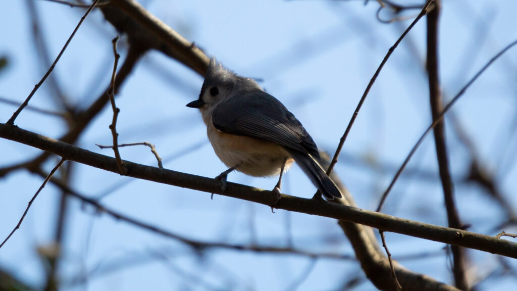 Tuffy the Titmouse