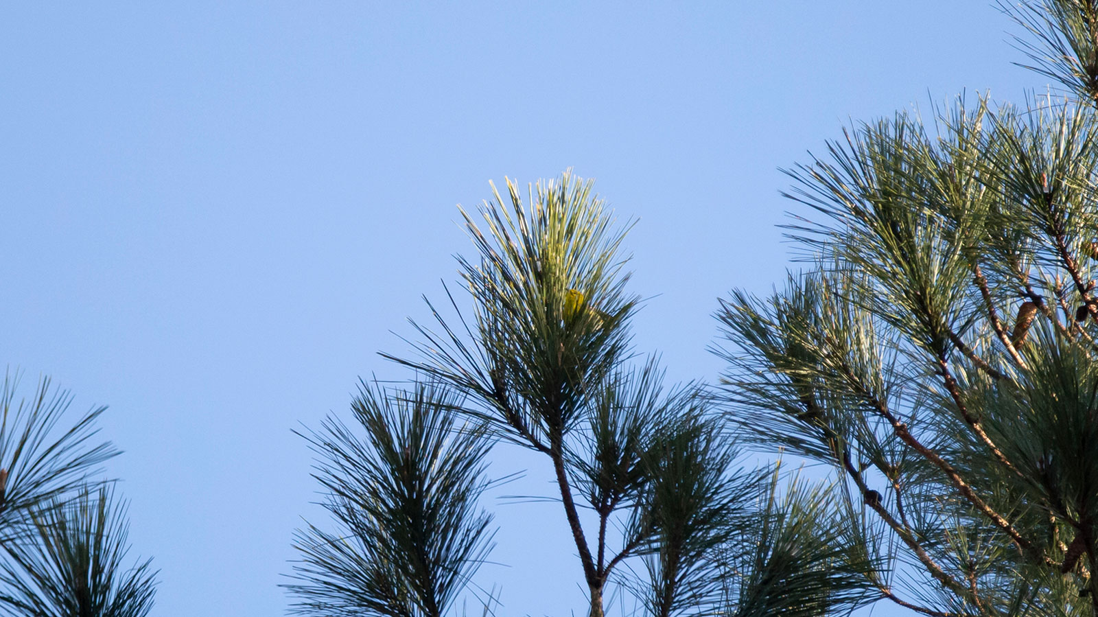 Piney and the Forest That Needs Fire: Kisatchie National Forest