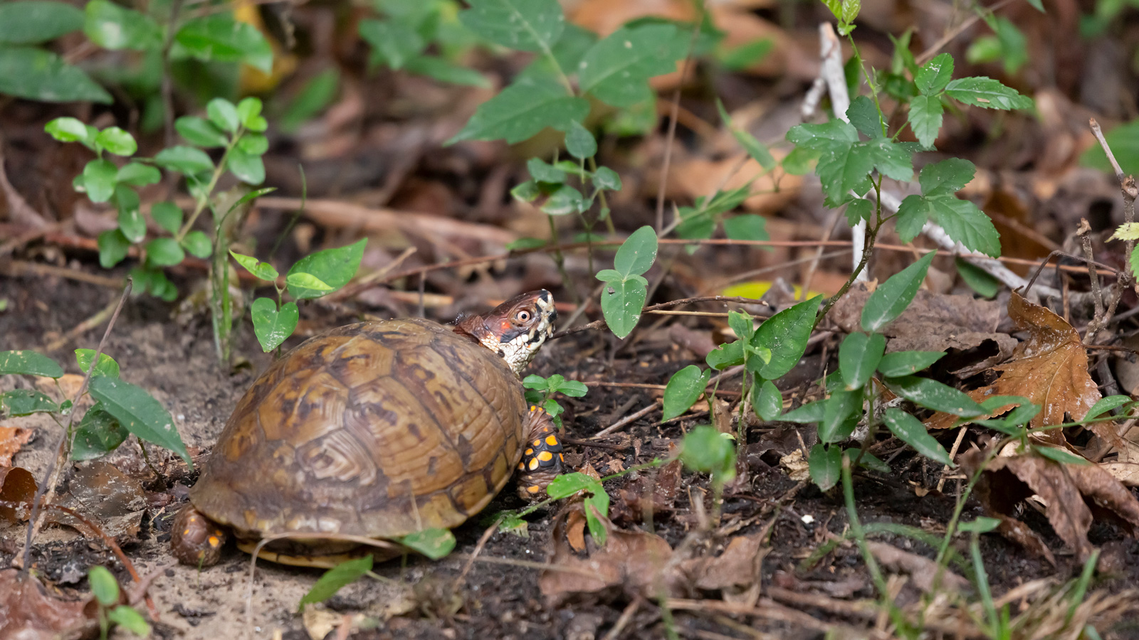 Bob and the Leaf-Litter Map